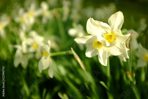 Fototapeta Naklejka Na Ścianę i Meble -  A group of white narcissus in the garden, Spring landscape.