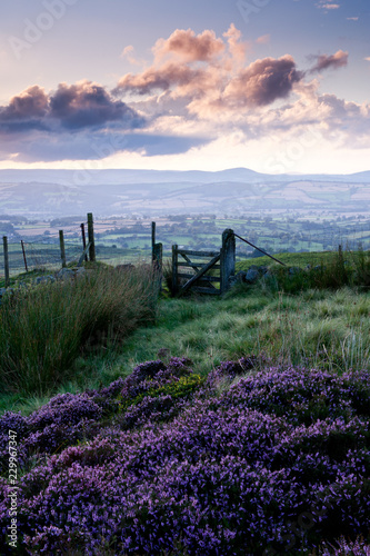 Heather covered moorland at sunset