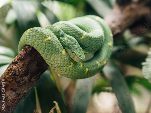 Close up of Eastern green mamba on branch in Puerto Viejo de Talamanca