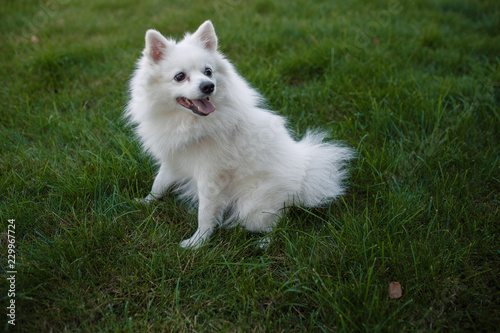 Fototapeta Naklejka Na Ścianę i Meble -  white spitz for a walk, summer park