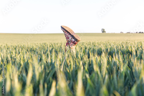 A flowery boot sticking up out of a field of barley.