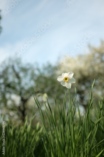 Fototapeta Naklejka Na Ścianę i Meble -  A group of white narcissus in the garden, Spring landscape.