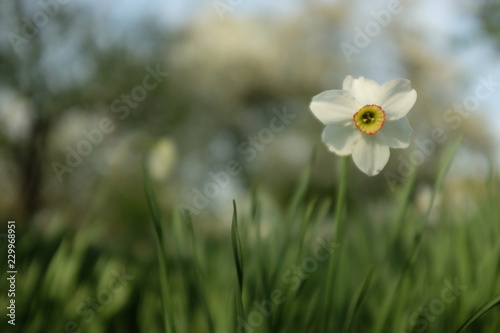 Fototapeta Naklejka Na Ścianę i Meble -  A group of white narcissus in the garden, Spring landscape.
