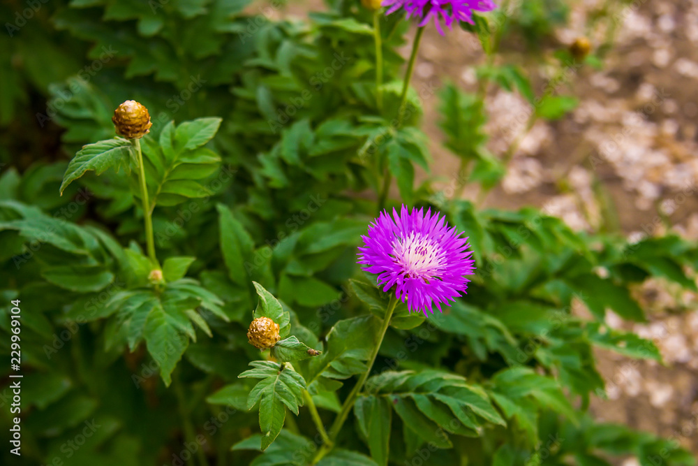 Fototapeta premium Василёк