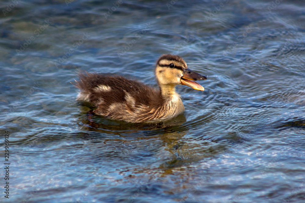 A little duck with an open beak in the blue lake. Lake Garda, northern Italy. A little duck with an open beak in the blue lake. Lake Garda, northern Italy.