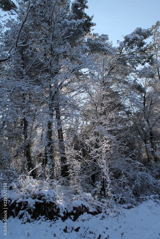 Fototapeta premium Bosque nevado en invierno