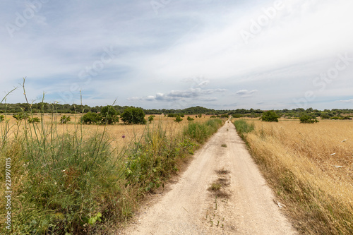 Endloser Feldweg auf Mallorca bis zum Horizont