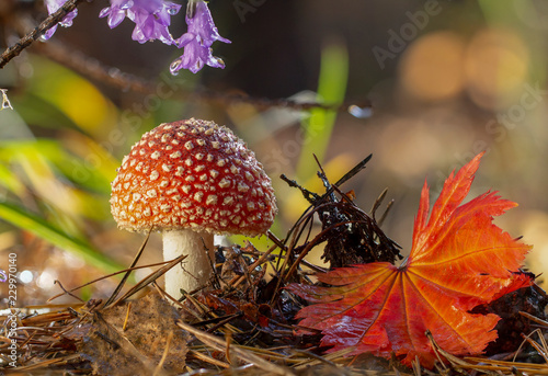 Amanita muscaria muchomor czerwone grzyby z białymi plamami na trawie