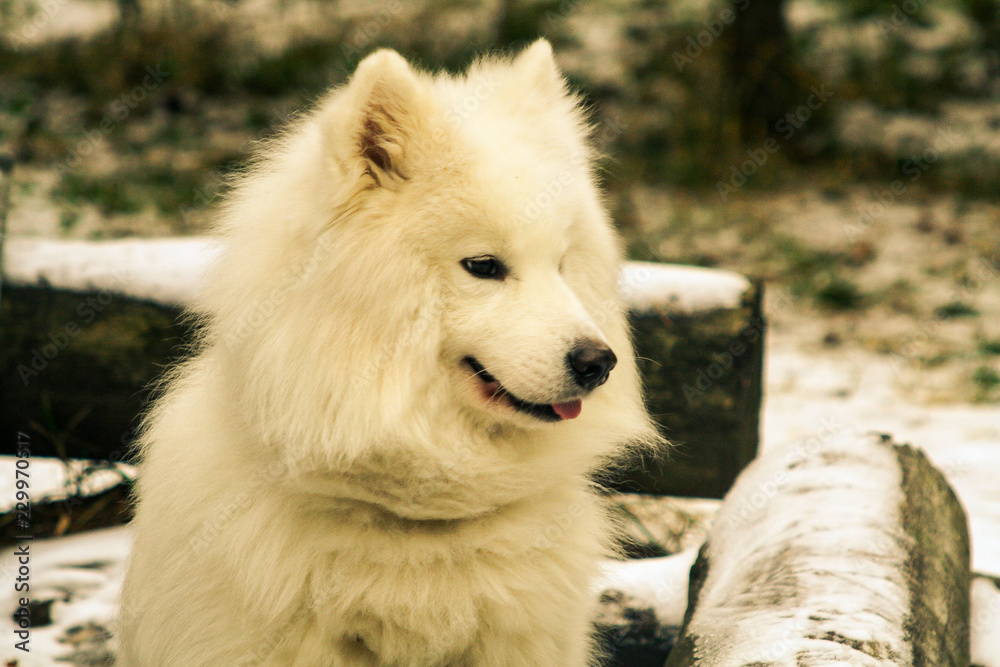 Samoyed dog Samoyed dog