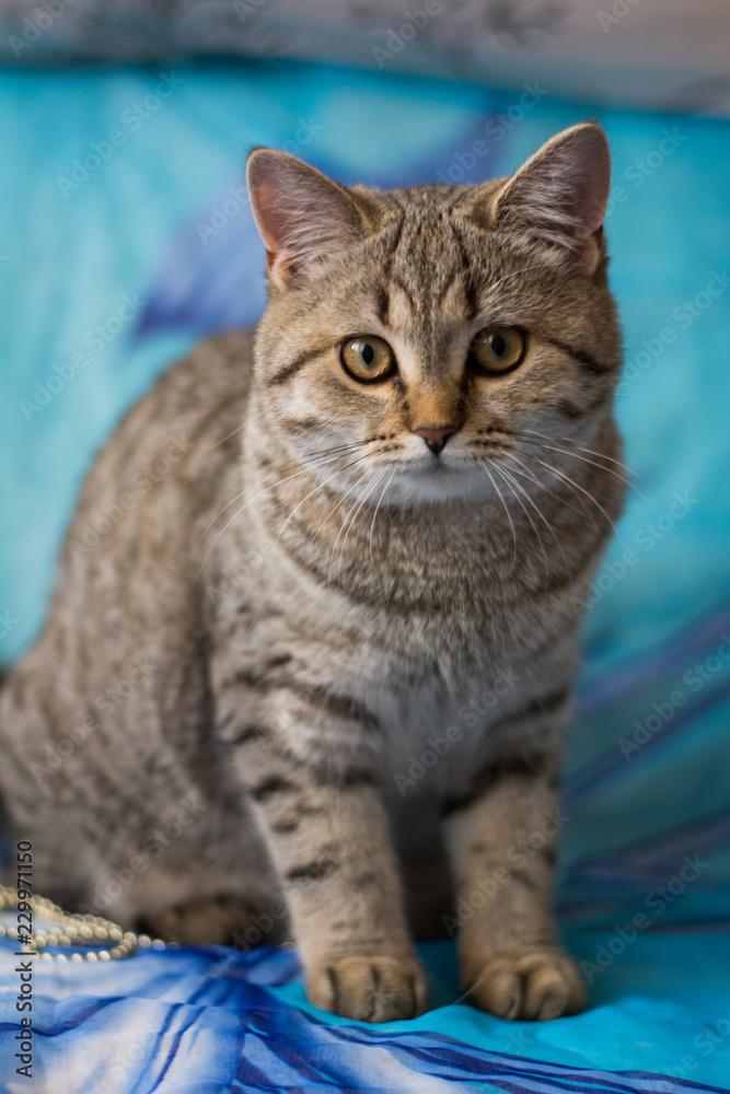 kitten cat scottish straight, lop-eared fluffy, animal kitten cat scottish straight, lop-eared fluffy, animal