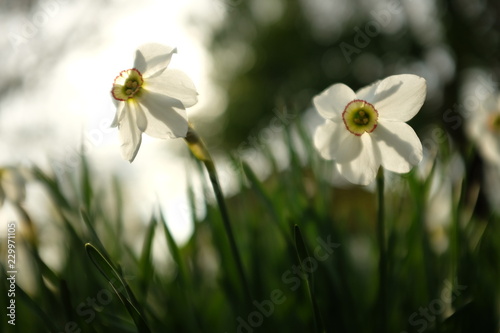 Fototapeta Naklejka Na Ścianę i Meble -  A group of white narcissus in the garden, Spring landscape.