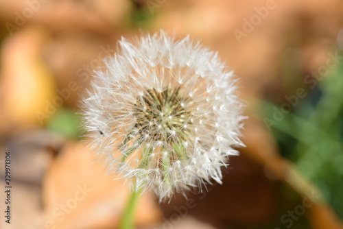 Fototapeta Naklejka Na Ścianę i Meble -  Dandelion seed head