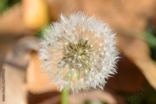 Fototapeta Naklejka Na Ścianę i Meble -  Dandelion seed head with inner part in focus