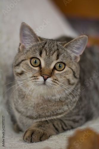 kitten cat scottish straight, lop-eared fluffy, animal © Дария