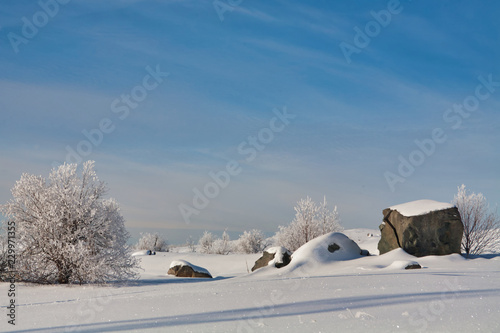 snow covered trees and rocks © peter