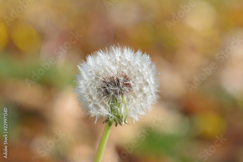 Fototapeta Naklejka Na Ścianę i Meble -  Dandelion seed head in autumn