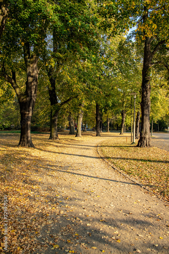 Naklejka premium Wundervolle Herbstansicht mit Alleen,Teich ,Brücke und bunt gefärbten Bäumen und Blättern in Leipzig