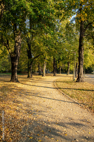 Wundervolle Herbstansicht mit Alleen Teich  Br  cke und bunt gef  rbten B  umen und Bl  ttern in Leipzig