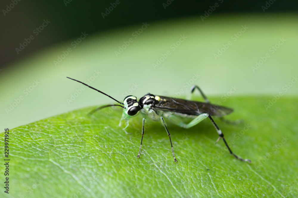 Fototapeta premium Grüne Fliege auf Blatt mit grossen Fühlern