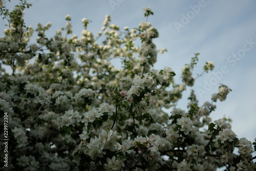 Beautiful blooming of white apple trees in the garden