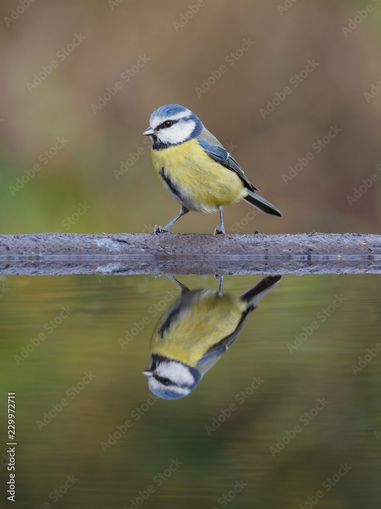 Obraz premium Blue tit, Cyanistes caeruleus