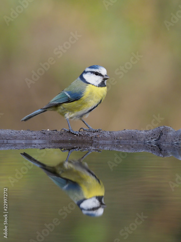 Blue tit, Cyanistes caeruleus