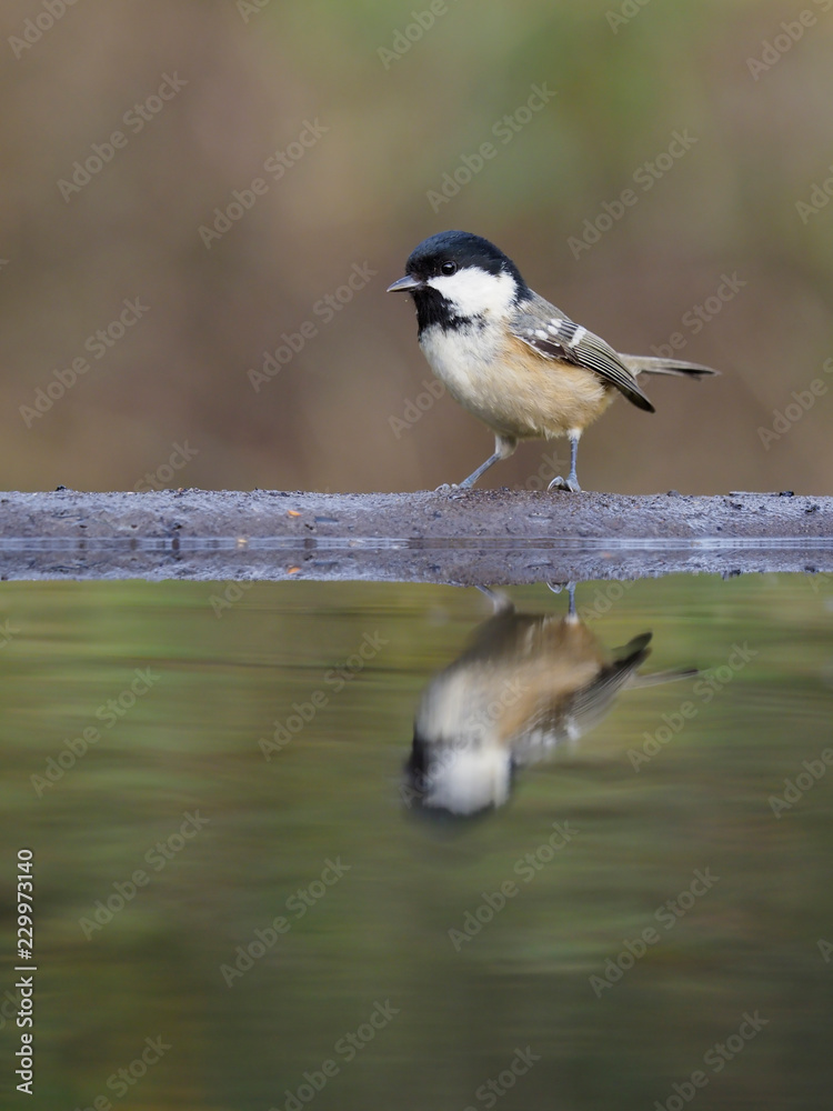 Obraz premium Coal tit, Periparus ater