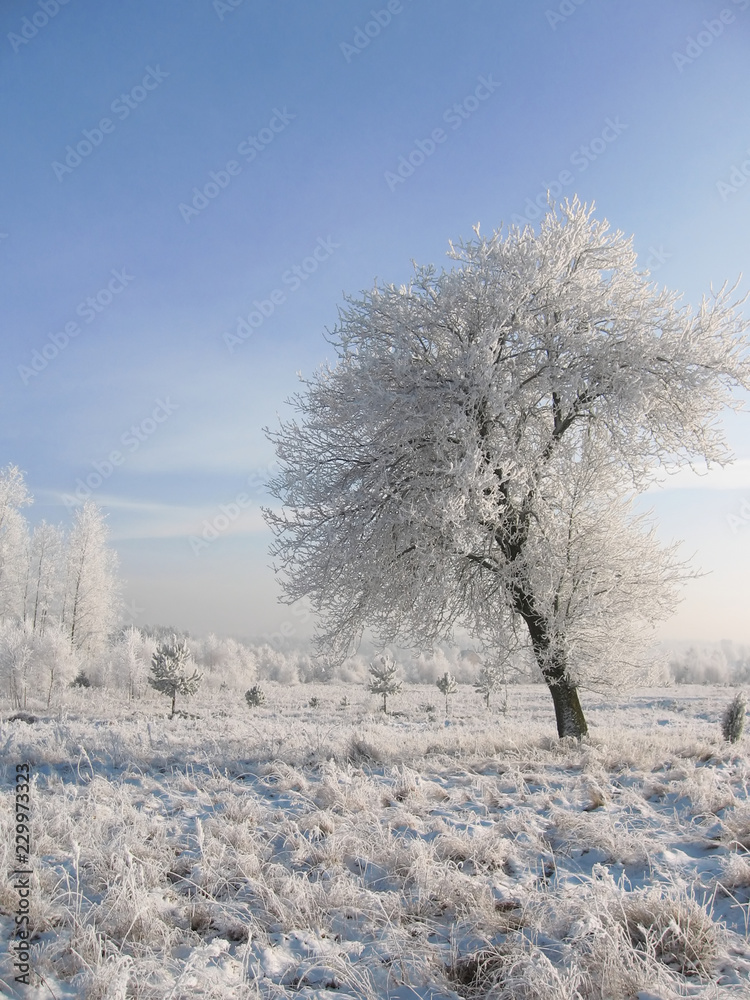 Frosty trees Frosty trees