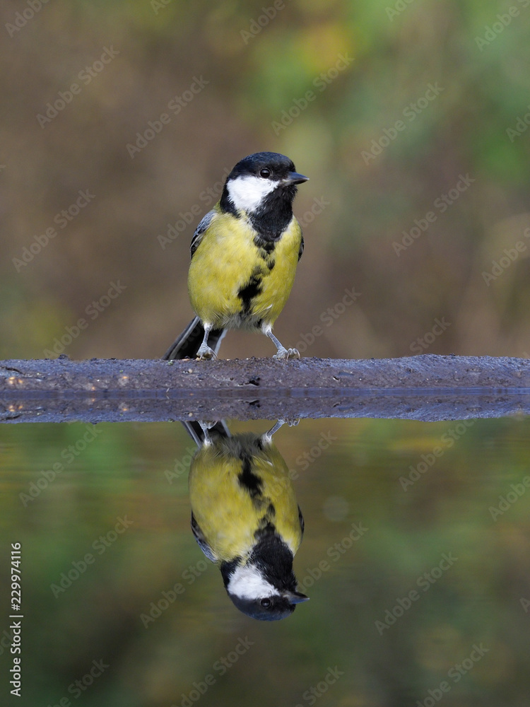 Obraz premium Great tit, Parus major