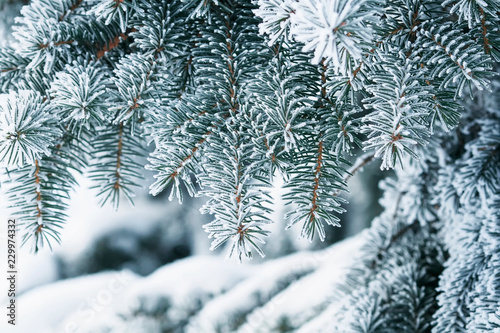 festive backgrounds with elegant branches of spruce covered with white fluffy snow and frost in the winter Park