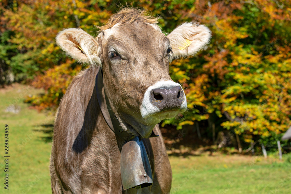 Allgäu - Kuh - Herbst - niedlich - süß - braunvieh Allgäu - Kuh - Herbst - niedlich - süß - braunvieh