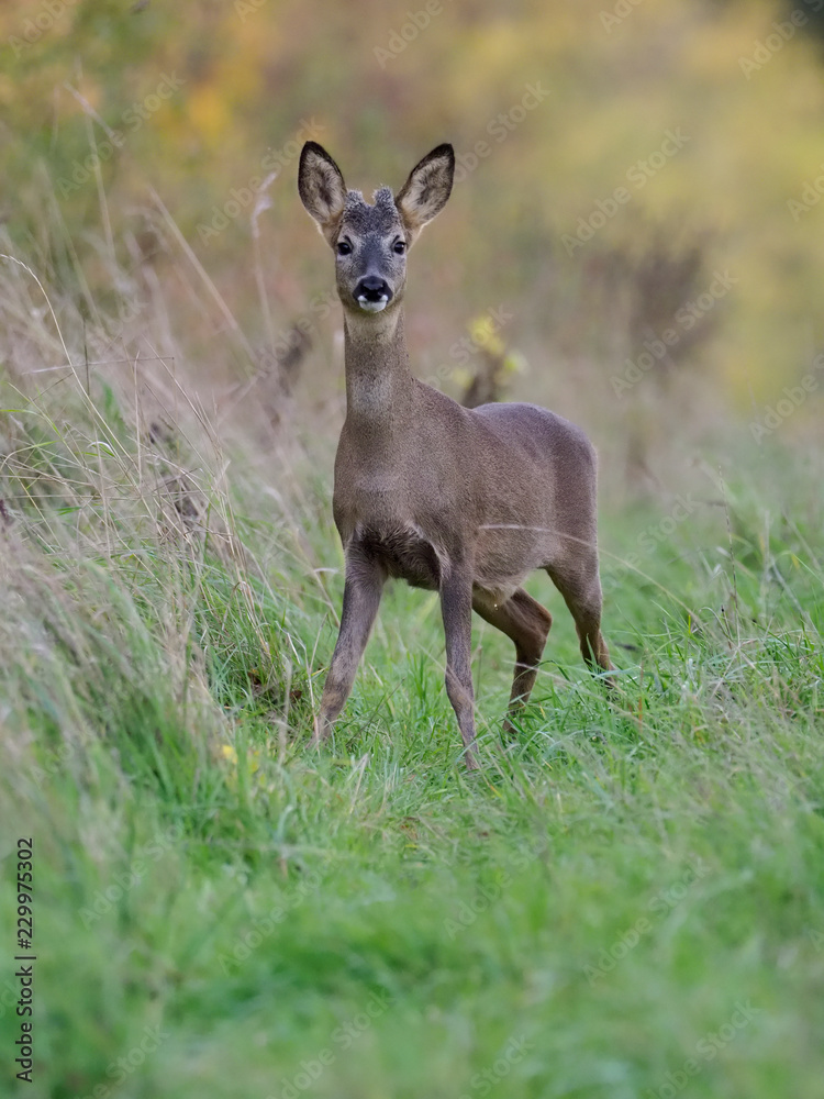 Roe deer, Capreolus capreolus Roe deer, Capreolus capreolus