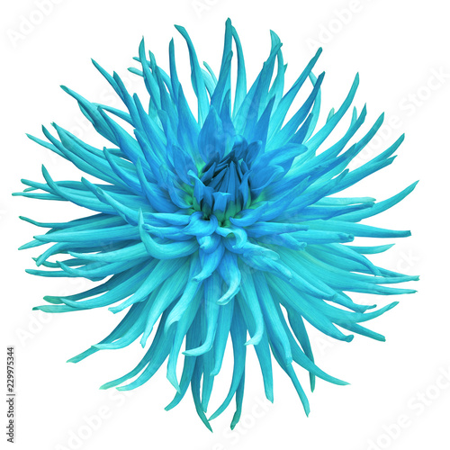 Fototapeta Naklejka Na Ścianę i Meble -  flower cyan dahlia isolated on white background. Close-up. Nature.