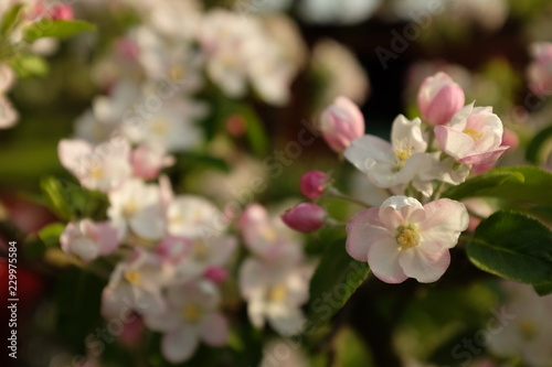 Detail of white and pink apple blossoms in spring © ranniptace