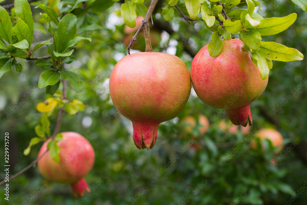 Pomegranates on the tree in the orchard Pomegranates on the tree in the orchard