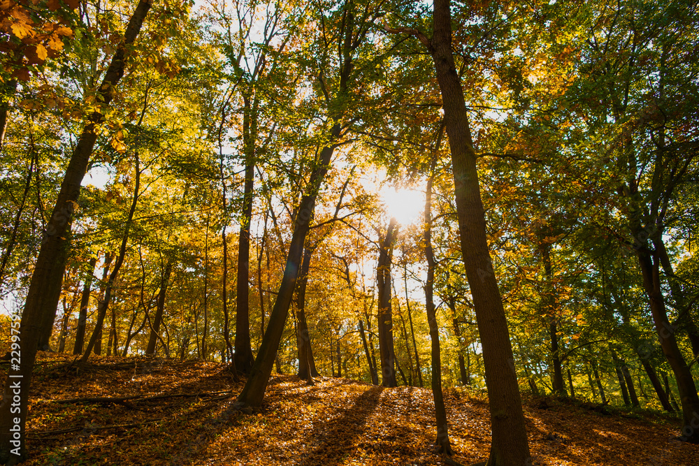 Obraz premium Im Wald