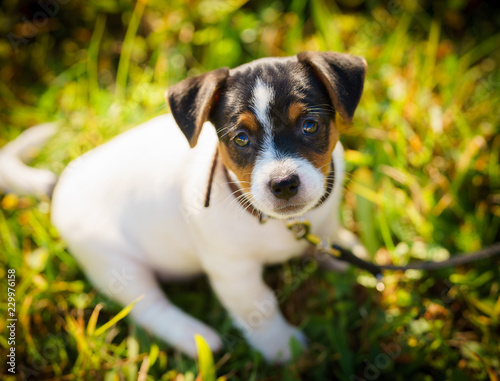 Portrait of purebred puppy jack russell terrier in grass in the meadow