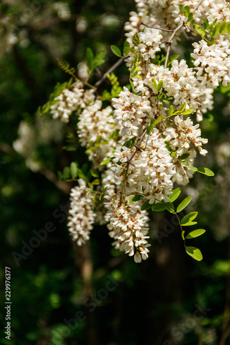 White acacia flower closeup (Robinia pseudoacacia). Acacia tree bloom