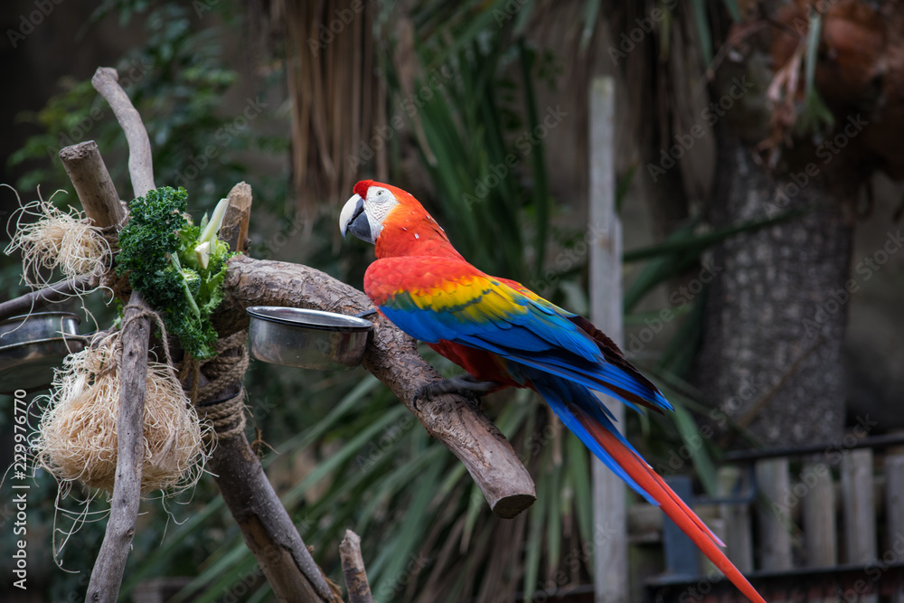 Obraz premium Macaws
