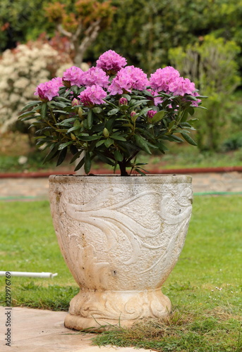 Large white rhododendron vase
