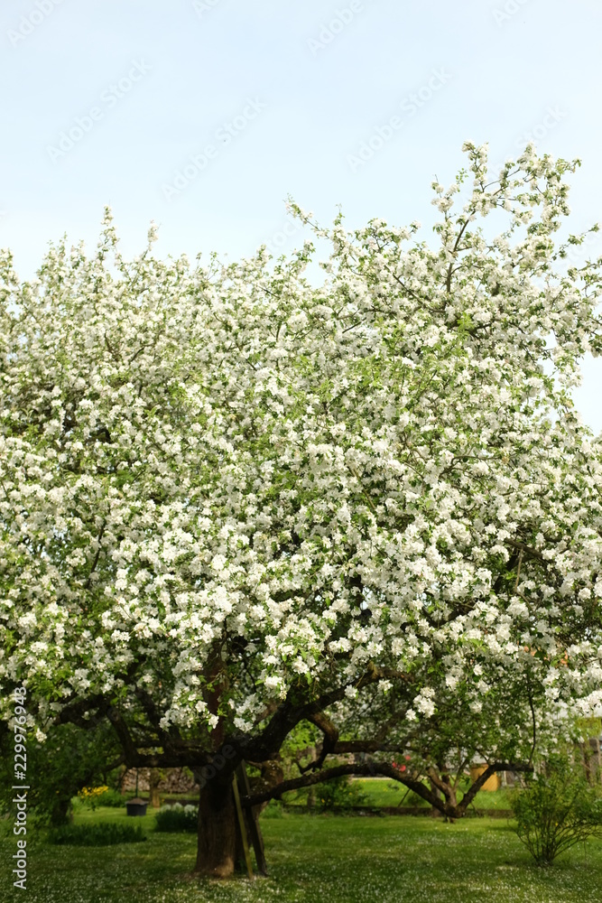 Beautiful blooming of white apple trees in the garden