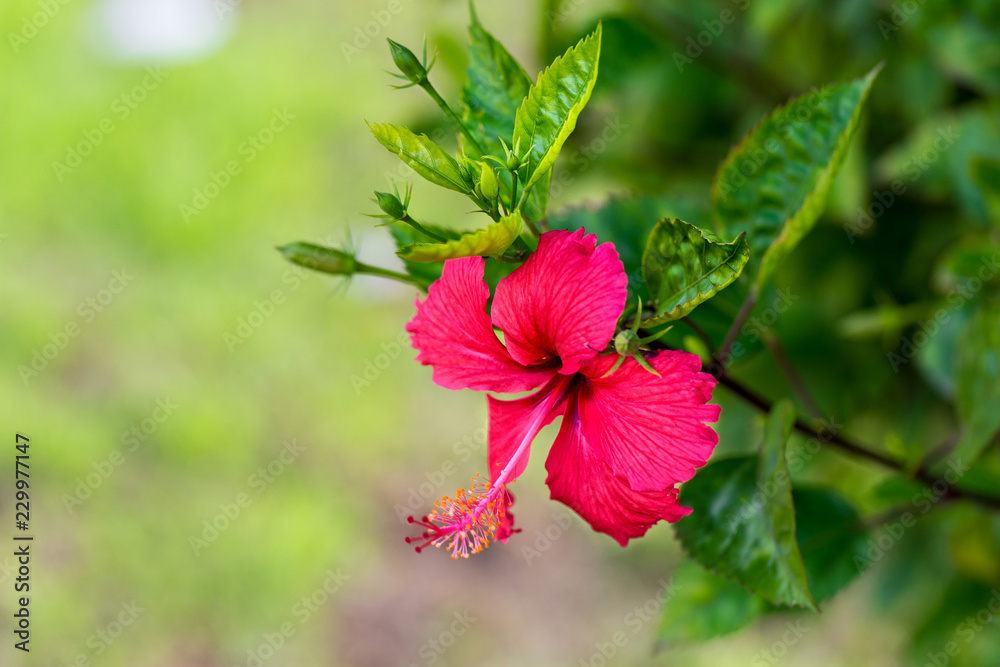 Red hibiscus flower on a green background. In the tropical garden. Macro. Detailed.