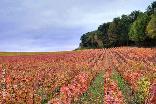 Couleurs d'un vignoble en automne.