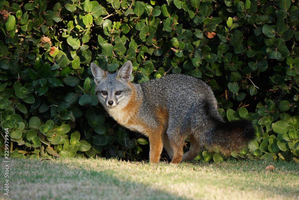 Red fox