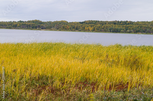 Beautiful Autumn Landscape river and yellow grass