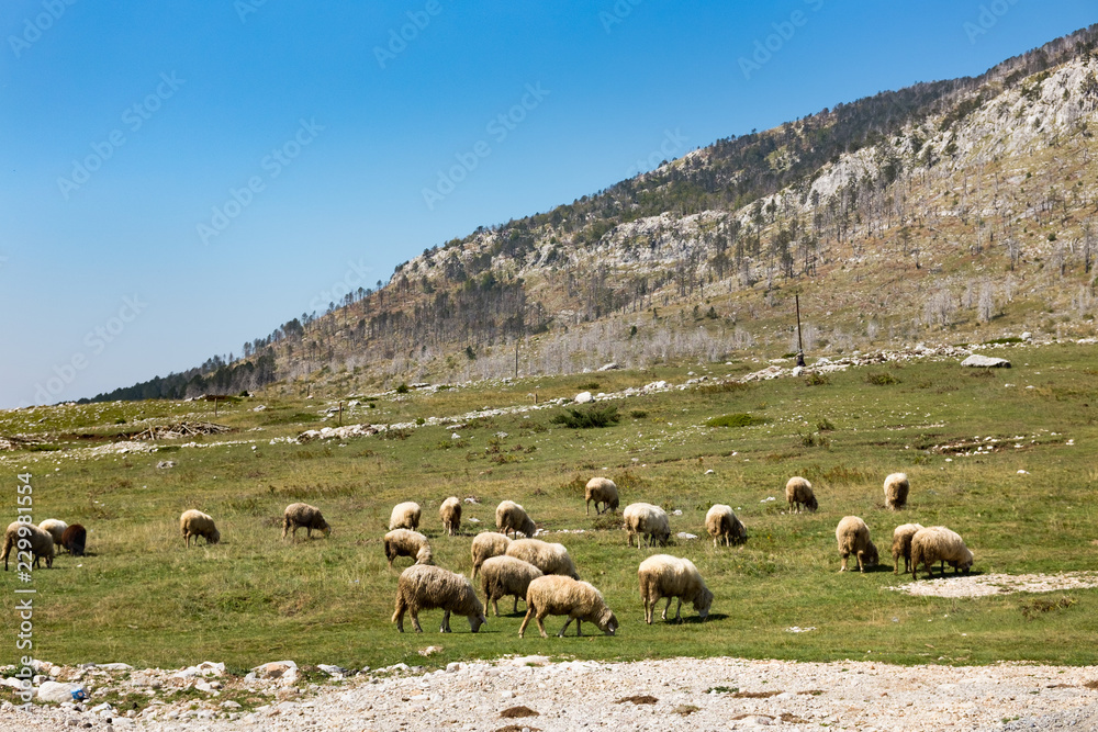 Obraz premium Sheep graze on green grass The Farm - the sheep on pasture 