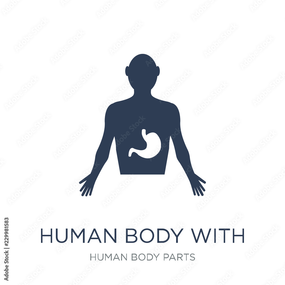 Human body with x ray plate focusing on stomach icon. Trendy flat vector Human body with x ray plate focusing on stomach icon on white background from Human Body Parts collection