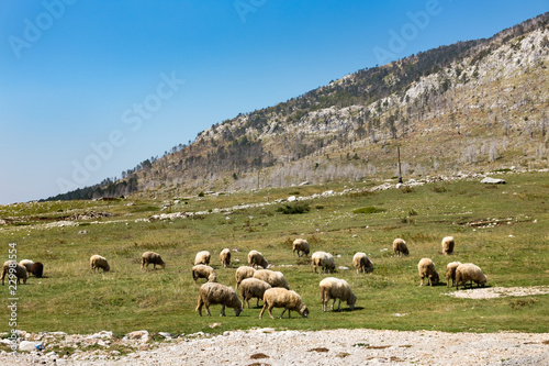 Sheep graze on green grass The Farm - the sheep on pasture  © Elena