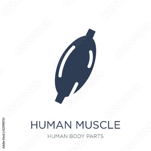 Human Muscle icon. Trendy flat vector Human Muscle icon on white background from Human Body Parts collection