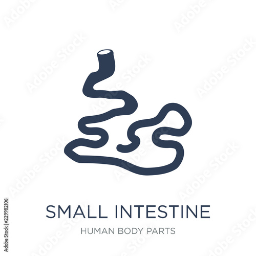 Small Intestine icon. Trendy flat vector Small Intestine icon on white background from Human Body Parts collection